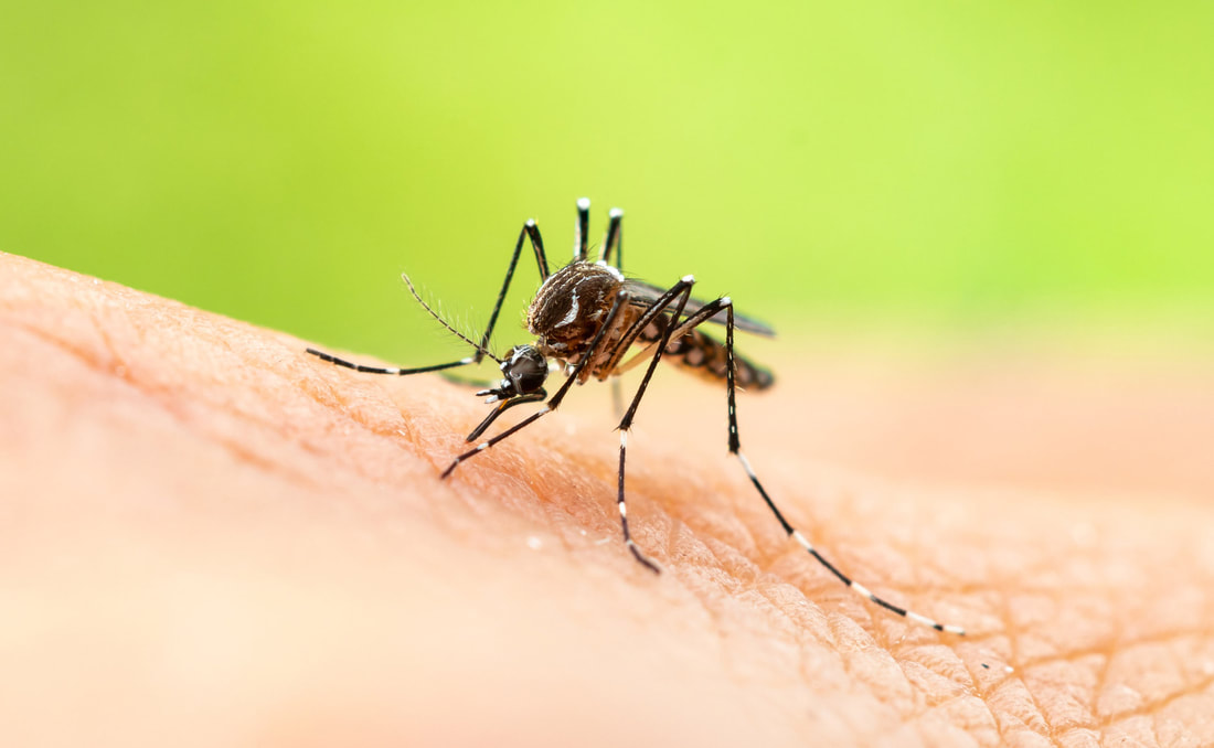 MOSQUITOES: THE MOST DANGEROUS INSECT ON THE PLANET - ORBUS